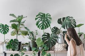 decorate your home and office with plants