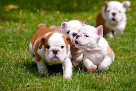 how much does an english bulldog cost