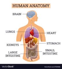 internal organs human body cal info
