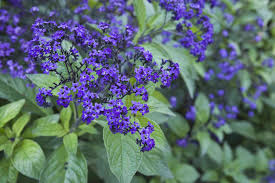 This dark purple dye makes a. 30 Best Plants With Purple Flowers