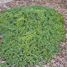 dwarf anese garden juniper