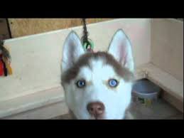 They are copper red and white huskies and mom and dad husky are on site. Light Red Female Siberian Husky Puppy With Blue Eyes Youtube