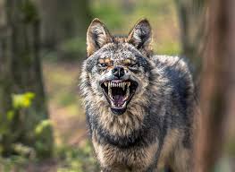 The largest males stand roughly 76 cm (30 inches) tall at the shoulder and can weigh up to 65 kg (143 pounds). How To Survive A Wolf Attack The Basics