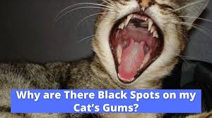 black spots on my cat s gums