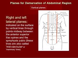 Abdomen illustration to help with differential diagnosis (pain). Introduction Abdomen Dr Gosai