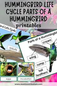 Hummingbird Life Cycle Parts Of