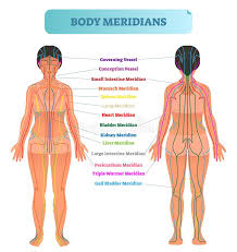 Body Meridian System Vector Illustration Scheme Chinese