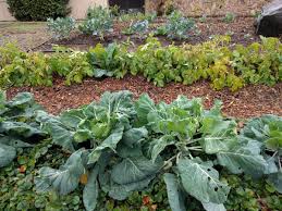 wood chips as mulch for vegetables