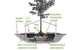 a tree or shrub tree planting bushes
