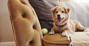 best couch material for dogs pet