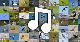 bird songs and bird calls the sounds