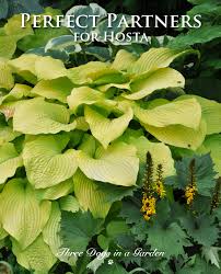 Perfect Partners For Hosta Inspired By