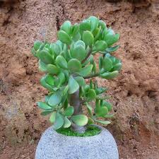 For Crassula Ovata Jade Plant