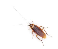 Image result for cucaracha