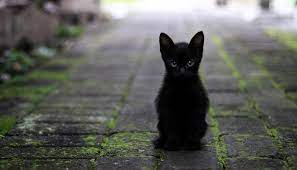 Let go of your negativity in life. Black Cat In A Dream Meaning And Symbolism
