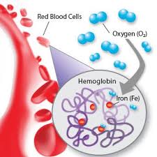 Hemoglobin Ranges Normal Symptoms Of High And Low Levels
