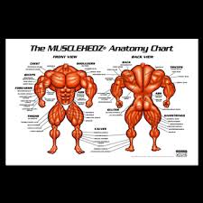 Musclehedz Anatomy Chart Posters Posters Framed