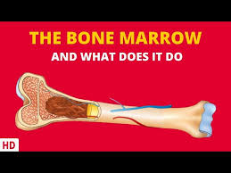 bone marrow and your immune system