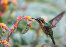 Attract Hummingbirds To Your Garden