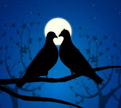 love birds means boyfriend affection