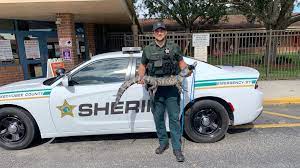 alligator captured on florida