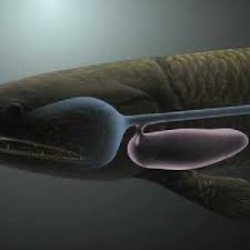 Image result for queensland lungfish