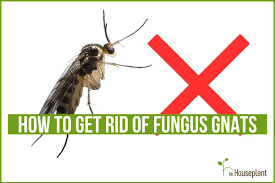 Fungus Gnats And Save Your Houseplants