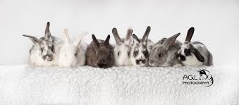 Image result for FOREVER.HARES LOST.