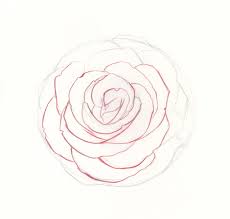 how to draw roses an easy and