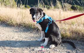 Ruffwear Front Range Dog Harness Review Sizing Comfort And