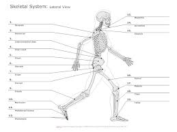 On this page you can access one of the largest collections of facts about the human body this is an excellent resource for students, teachers or anyone who wants to learn more about. Skeletal System Diagram Types Of Skeletal System Diagrams Examples More