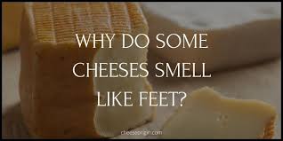 why do some cheeses smell like feet
