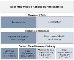 eccentric exercise adaptations