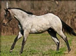 What Is A Roan American Roan Horse Association