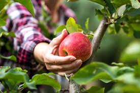 Plant Fruit Trees This Spring