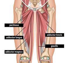 inner thigh pain and adductor muscle