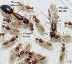 flying ants vs termites what s the