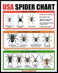 Usa Spider Chart Spider Identification Chart Spider Bites