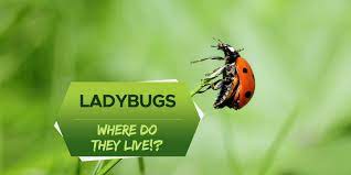 where do ladybugs live nesting life