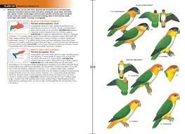 69 Rare Parrot Comparison Chart