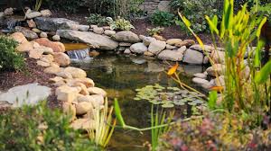 how to build a pond in your own yard