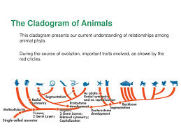 A cladogram for hyphafaozoa, the animal analogue kingdom on the planet janus. Ppt The Cladogram Of Animals Powerpoint Presentation Free Download Id 6903272