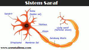 Sel saraf pada hewan neuron. Sistem Saraf Pada Manusia Catatan Adityah