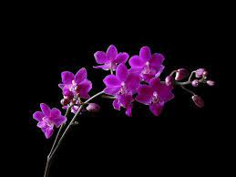 orchid flower wallpapers wallpaper cave
