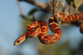 How To Care For Pet Corn Snakes