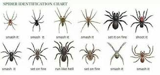 Spider Identification Chart Spider Pictures Spider