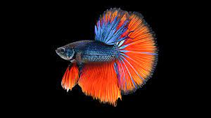 20 betta hd wallpapers and backgrounds