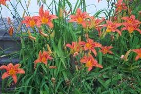 how to grow tiger lily flowers growing