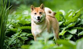 Shiba Inu's Wallet Addresses Surge by ...