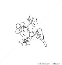 line drawing of beauty fresh cherry